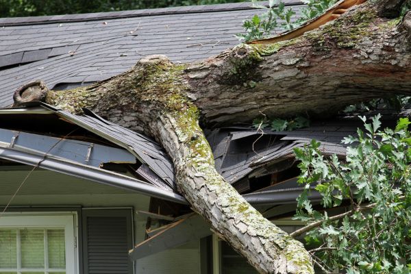 Cost of Storm Remediation in Wesley Chapel